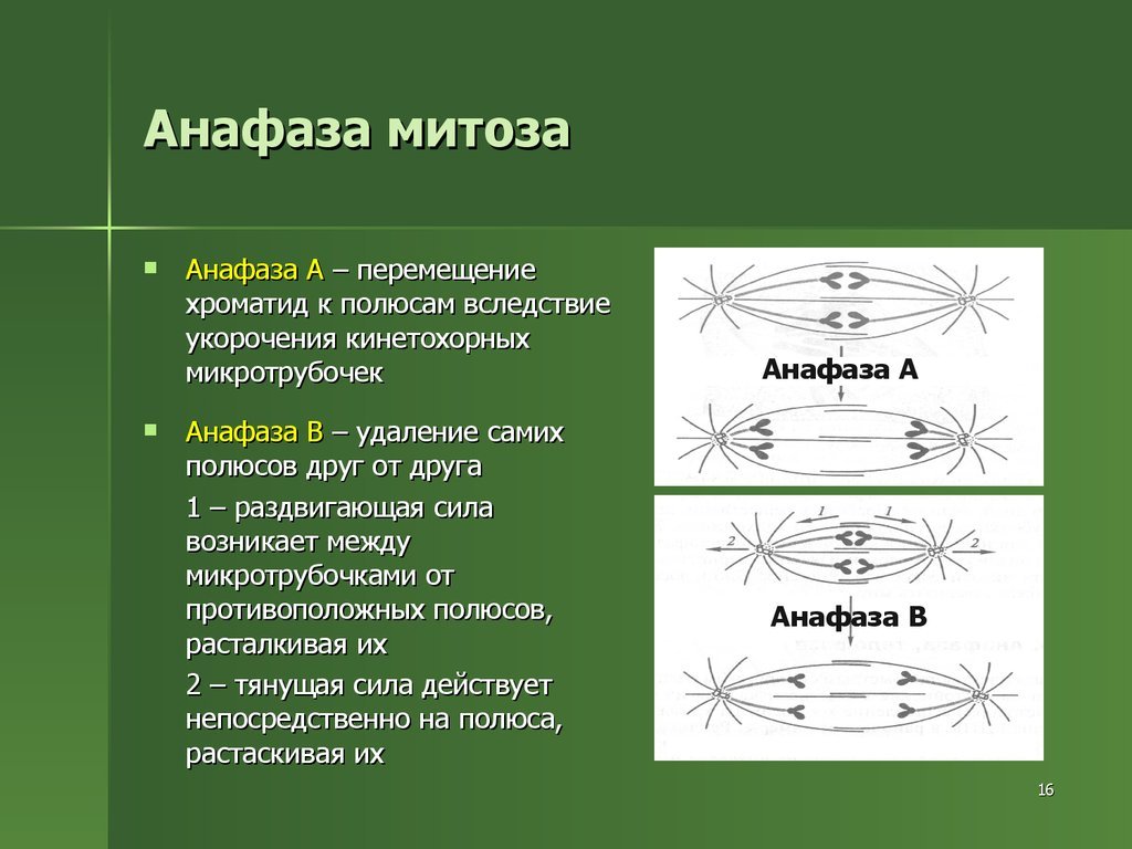 Анафаза митоза рисунок (48 фото) скачать бесплатно