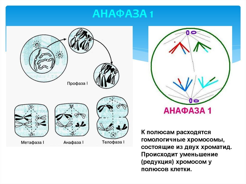 Мейоз анафаза 2 набор хромосом. Анафаза мейоза 1. Мейоз 1 анафаза 1 набор хромосом. Анафаза мейоза 1 набор. Анафаза 1 хромосомный набор.