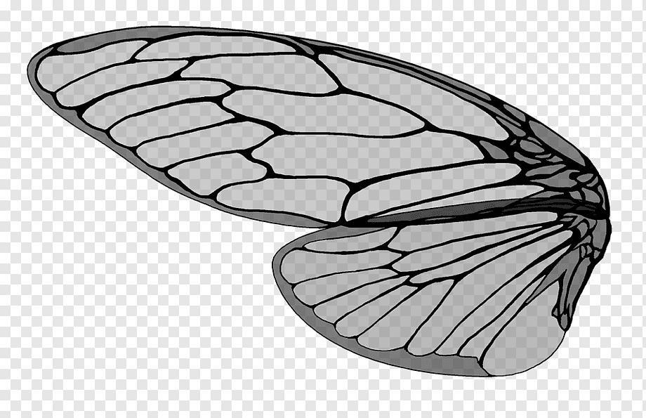 Крылья мухи