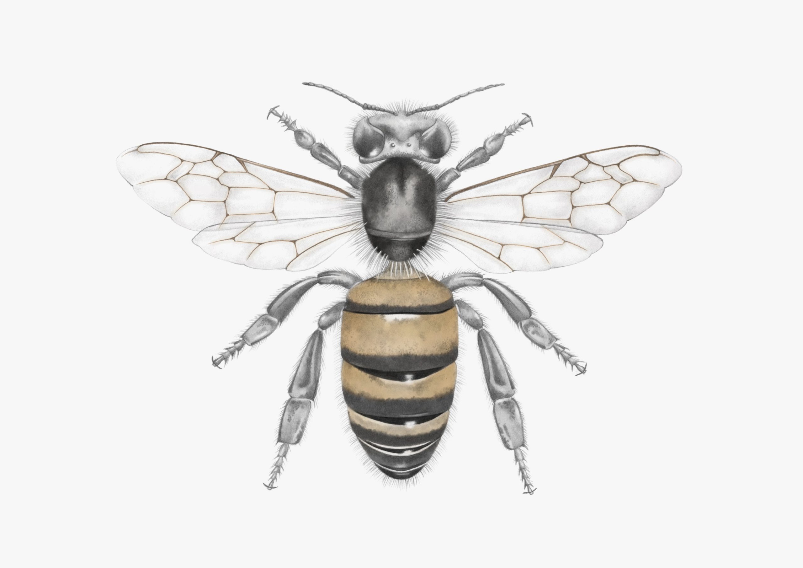 Крылья пчелы иллюстрация