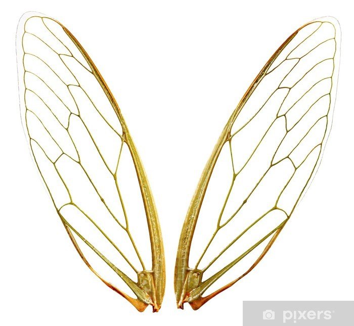 Стрекоза с прозрачными крыльями
