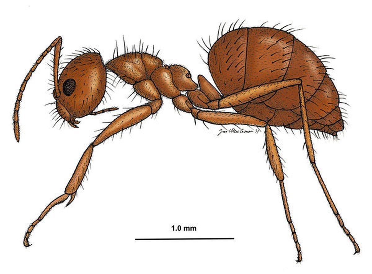 Строение муравья для детей