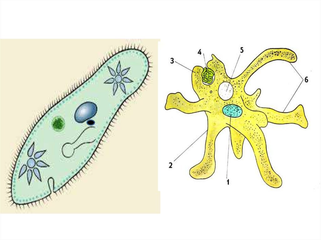 Строение клетки Amoeba Proteus