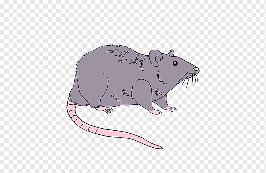 Rat для детей