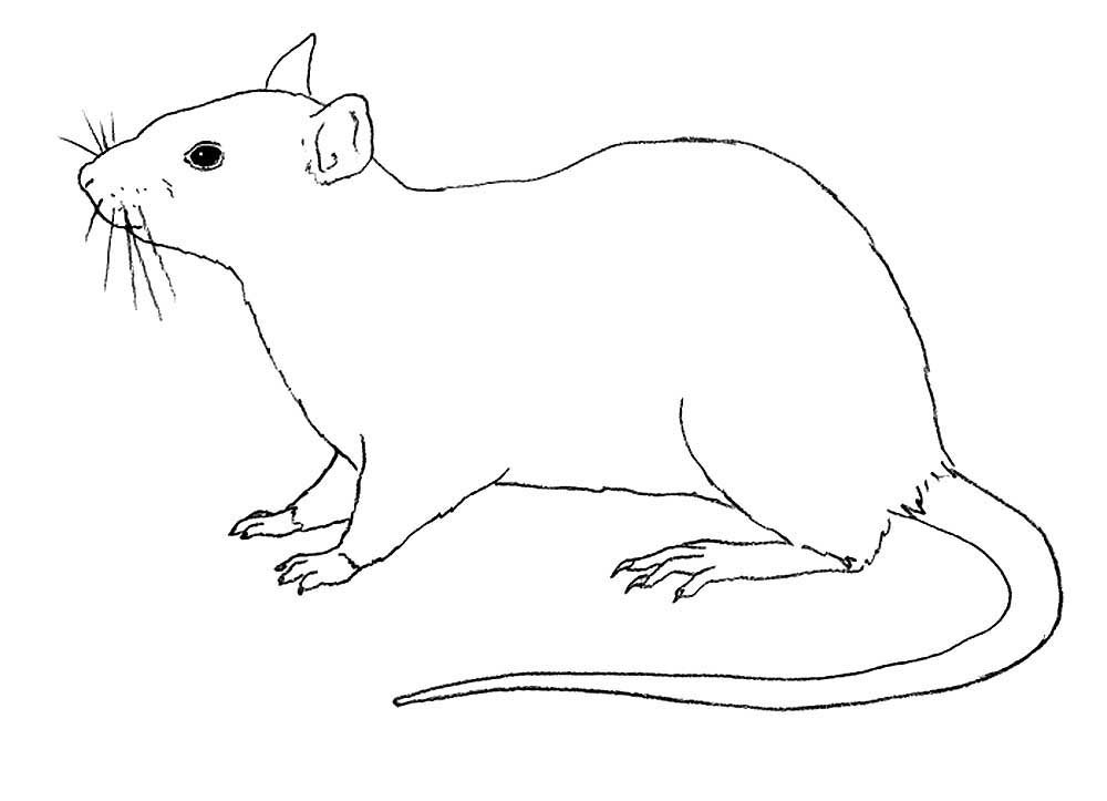Крыса рисунок