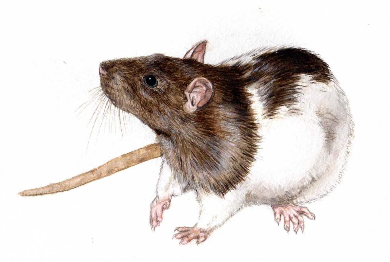 Нарисовать крысу