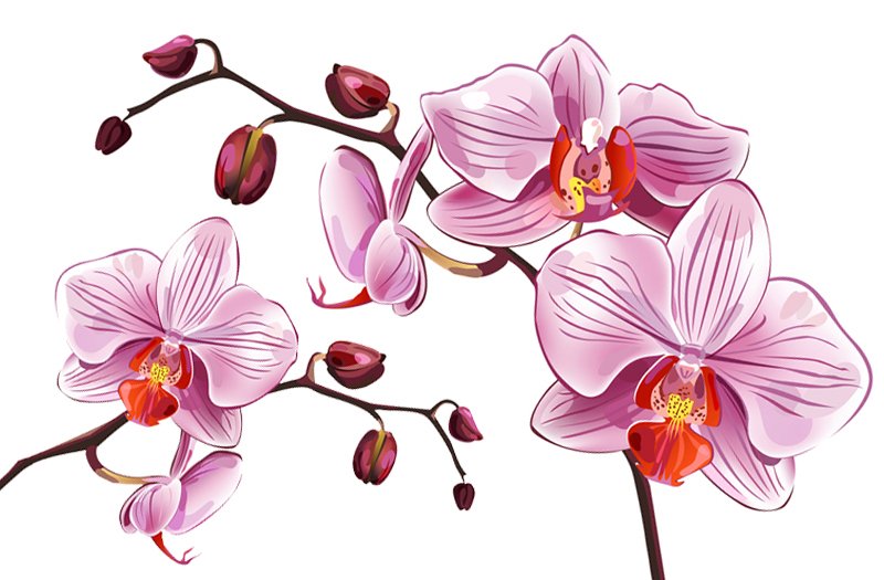 Орхидея вектор