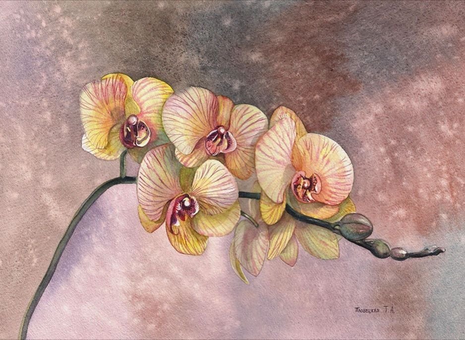 Орхидея Акварелька
