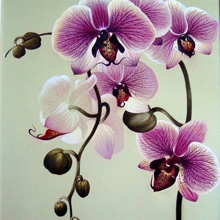Орхидея тайбетский шелк