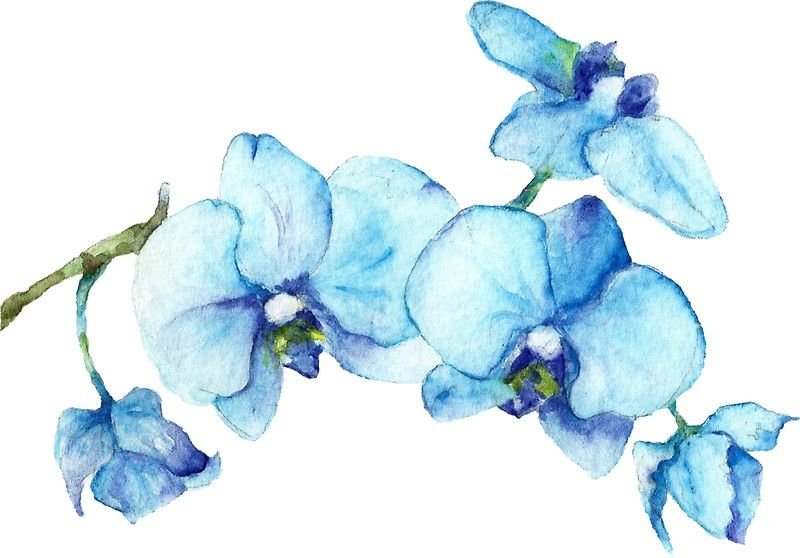 Голубые цветы акварель