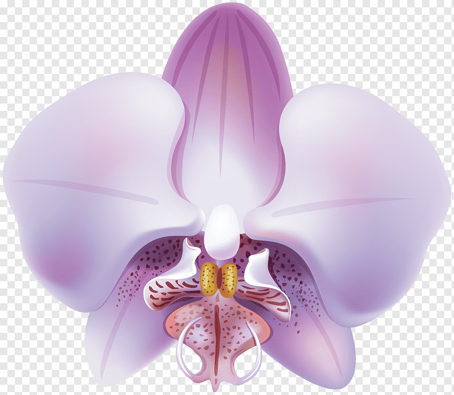 Орхидея вектор