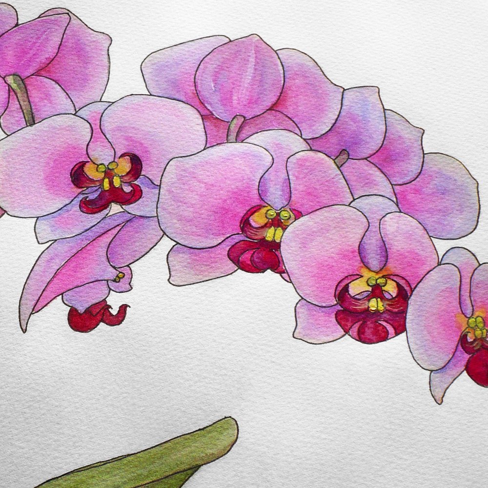 Нарисовать орхидею