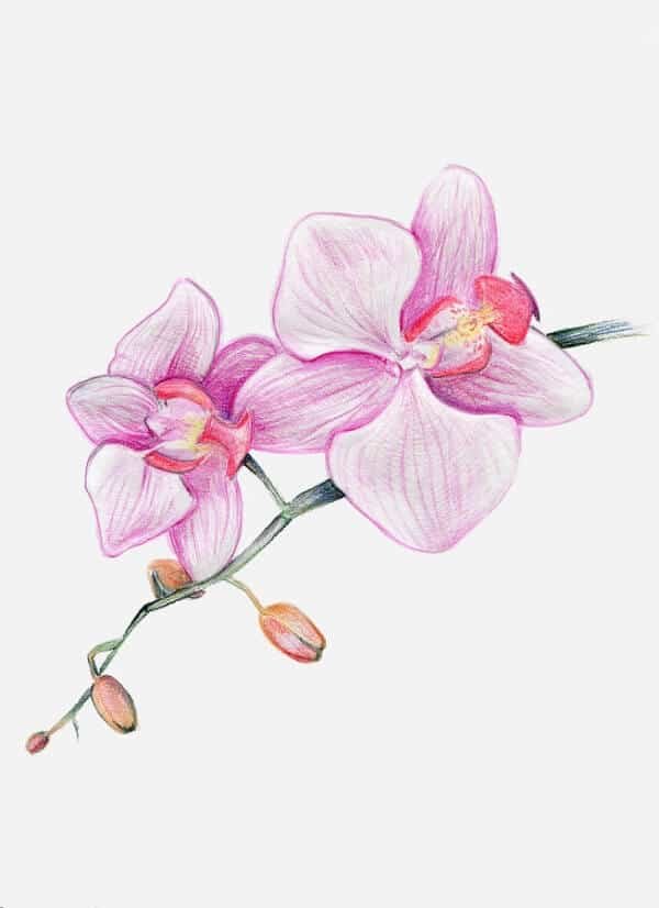 Орхидея цветными карандашами