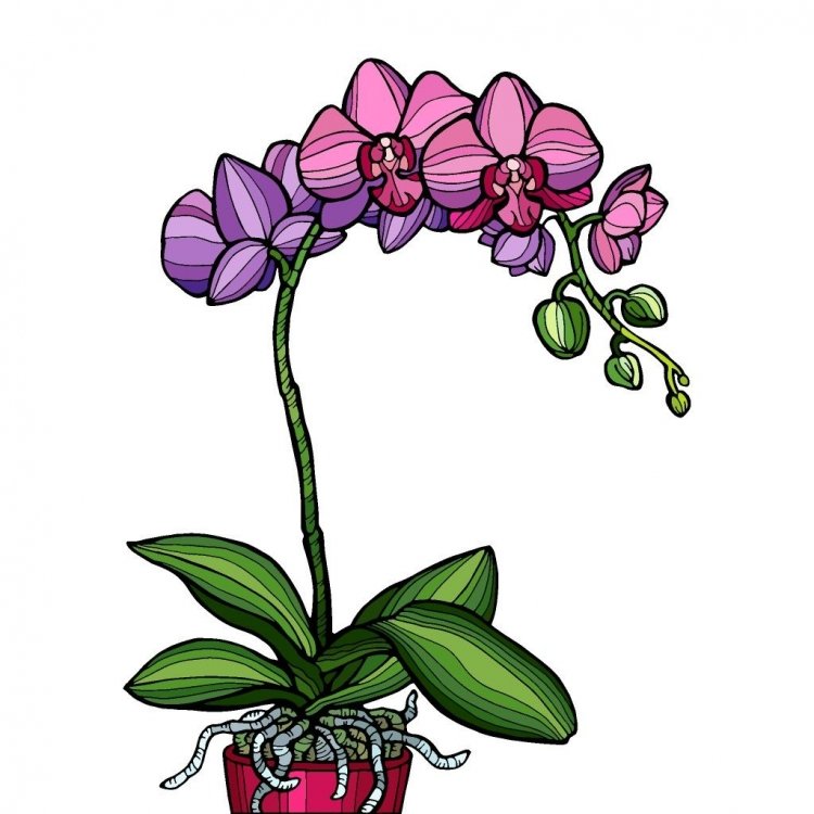 Орхидея раскраска для детей