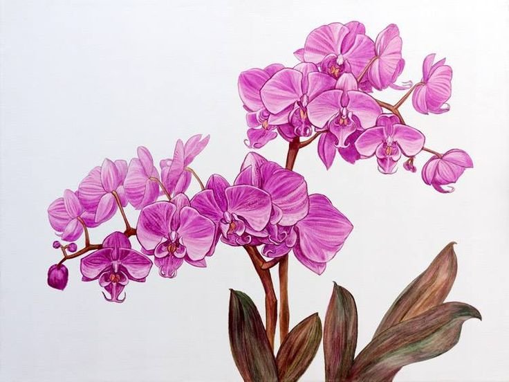 Орхидея цветок арт рисунок