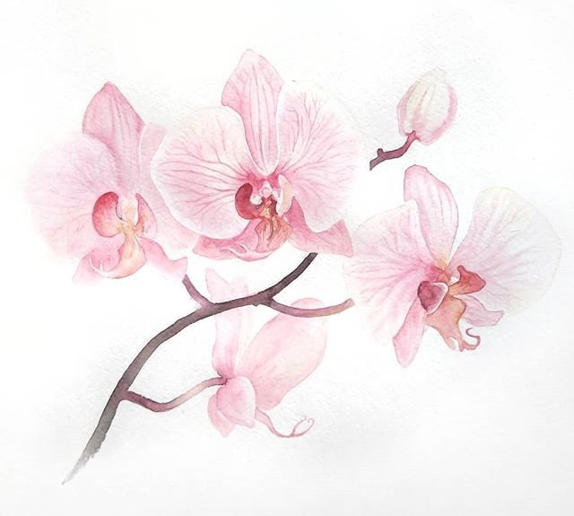Акварельные орхидеи
