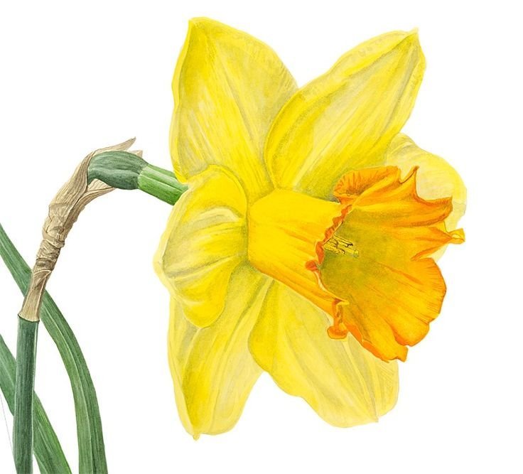 Narcissus Botanical