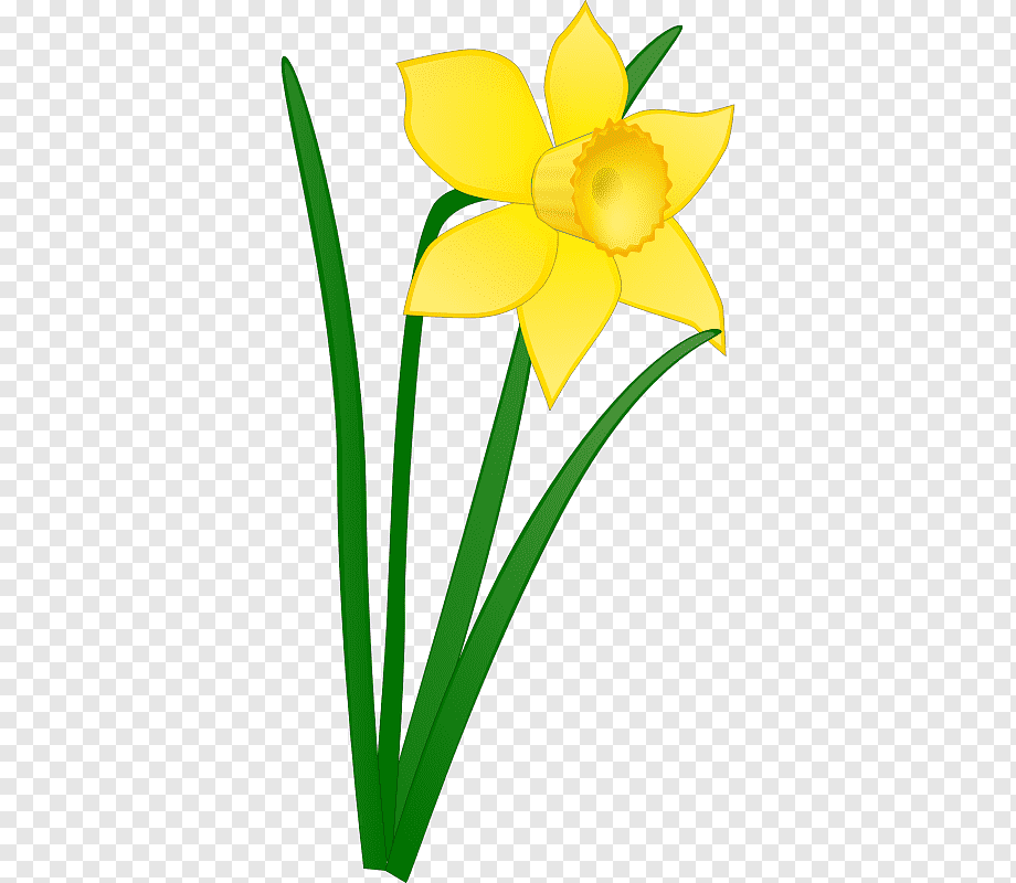 Нарцисс символ Уэльса