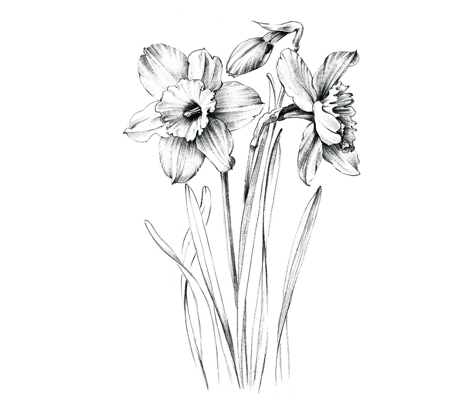 Нарцисс Ботаническая зарисовка