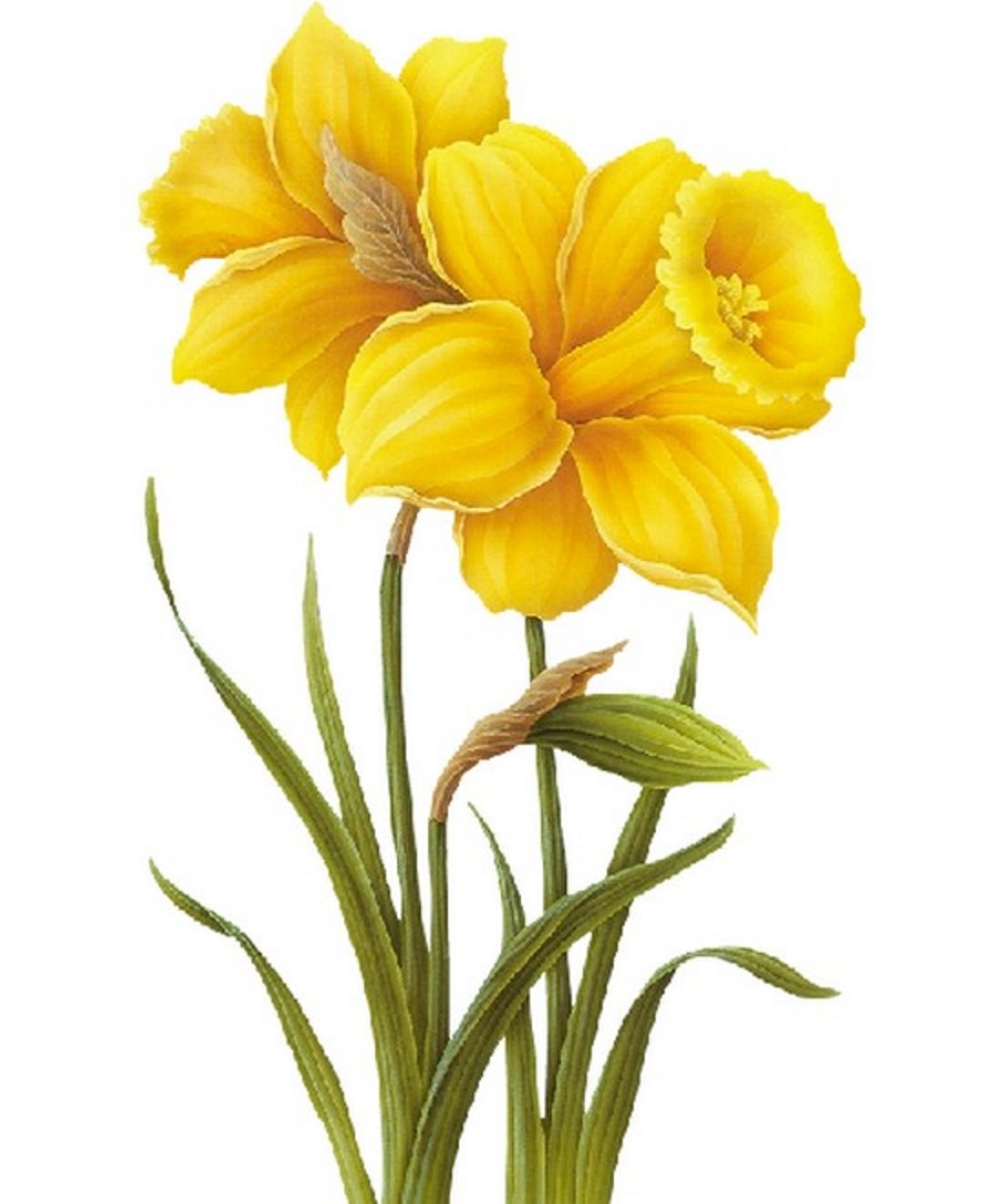 Narcissus Botanical