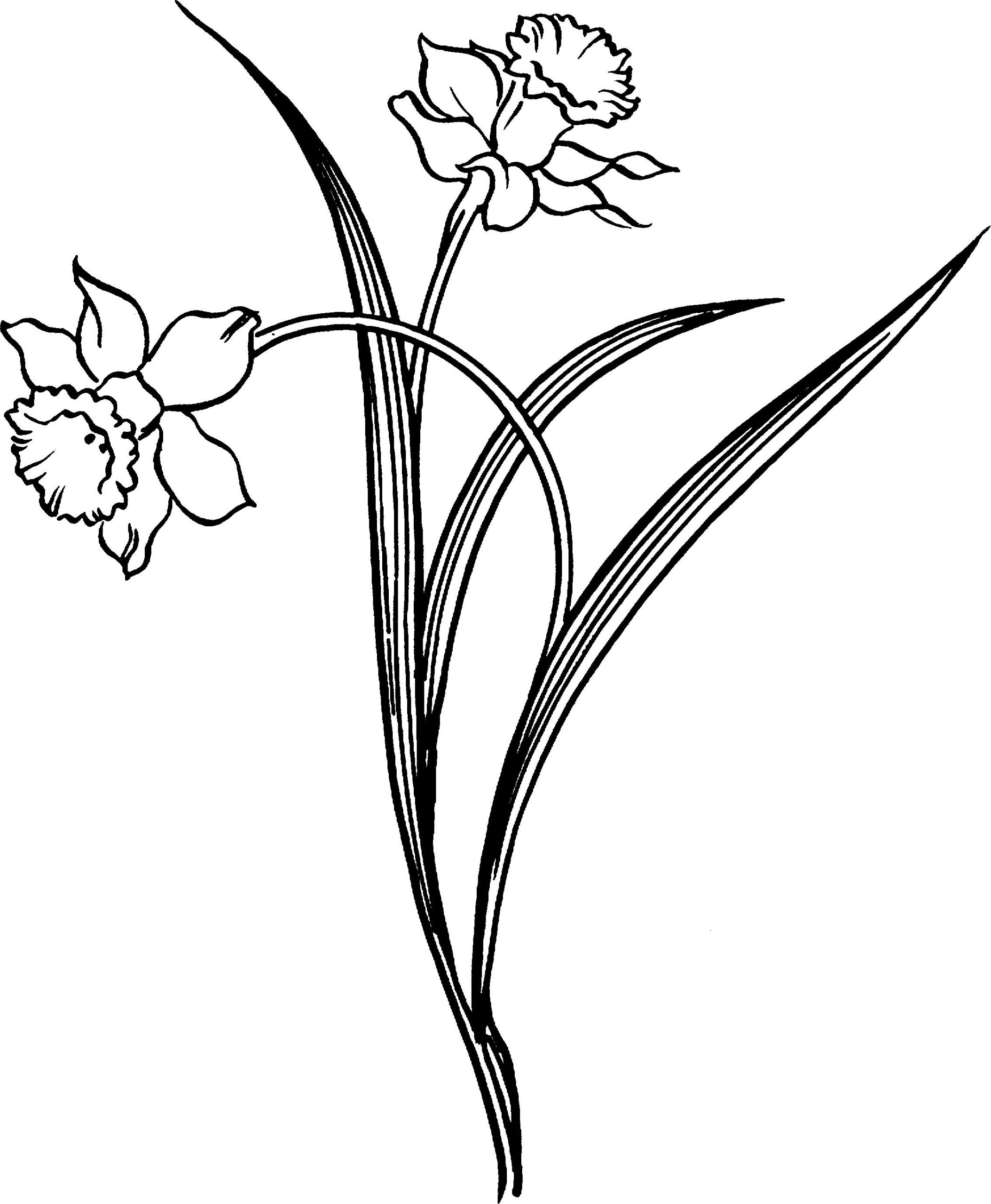 Нарцисс (растение)
