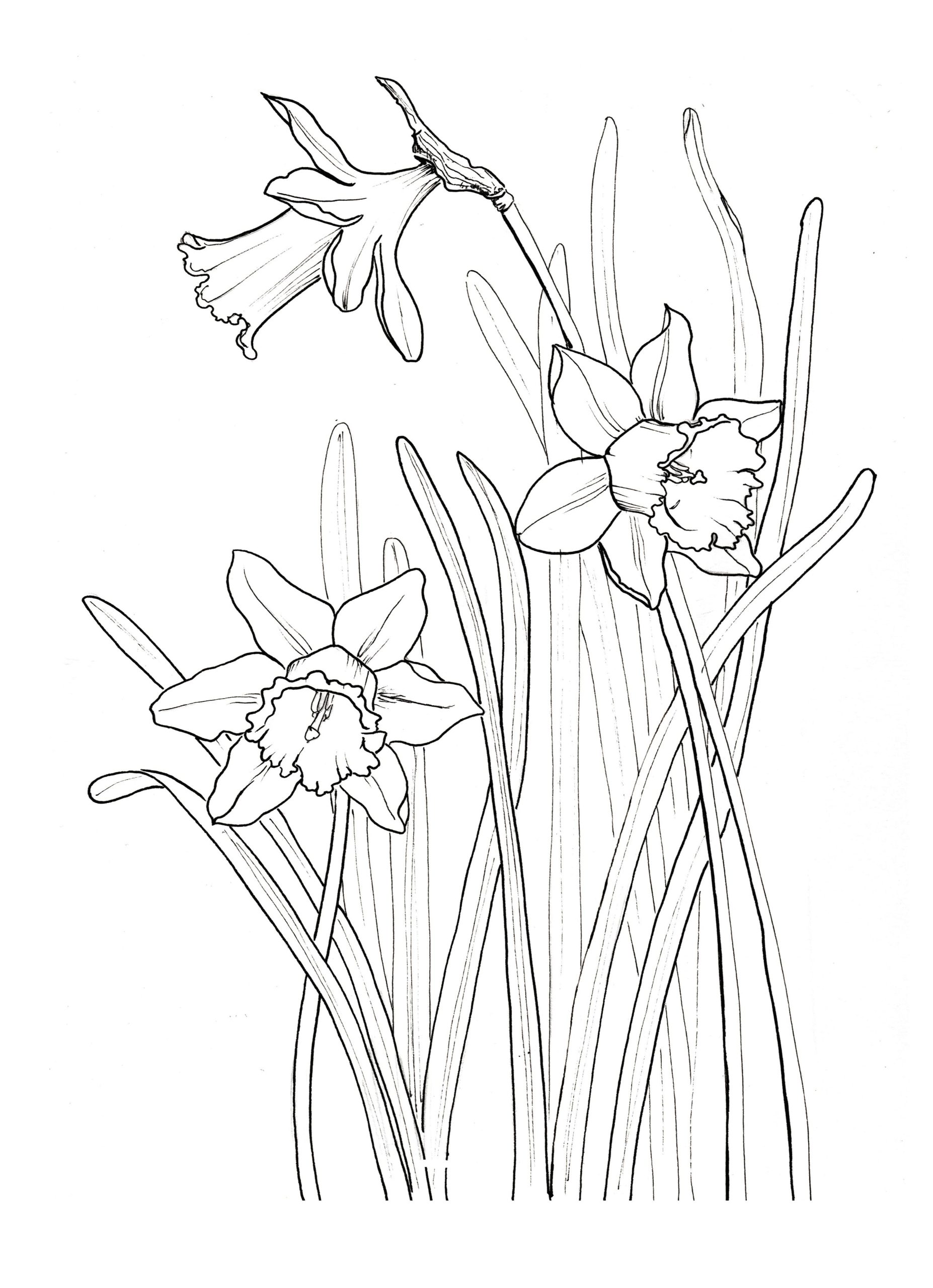 Раскраска Нарцисс цветок