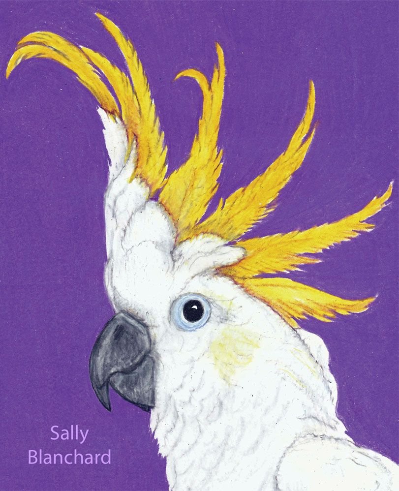 Рисунок какаду (43 фото) скачать бесплатно