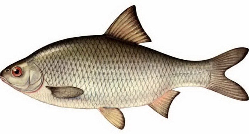 Донской чебак рыба