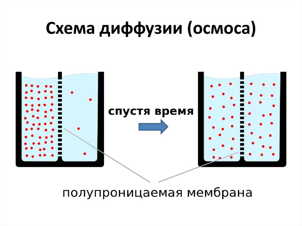 Схема диффузии через полупроницаемую мембрану