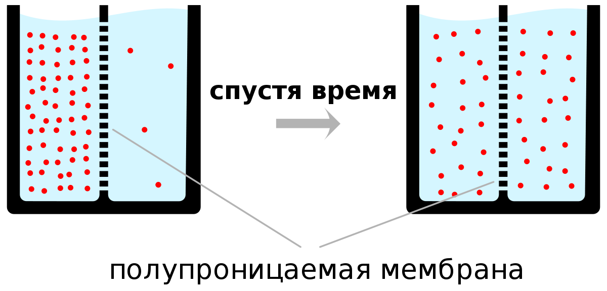 Схема диффузии через полупроницаемую мембрану