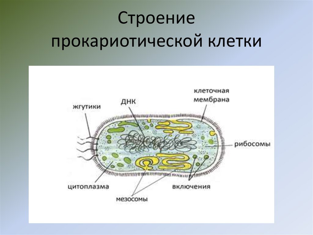 Строение клетки прокариот бактерии