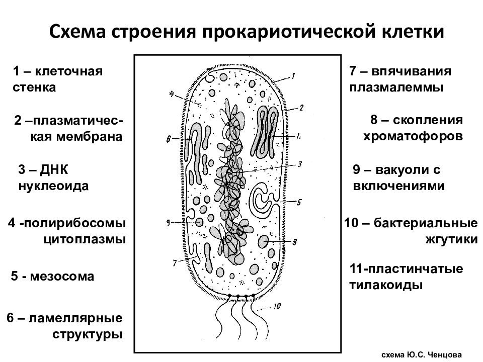 Строение бактерии прокариот