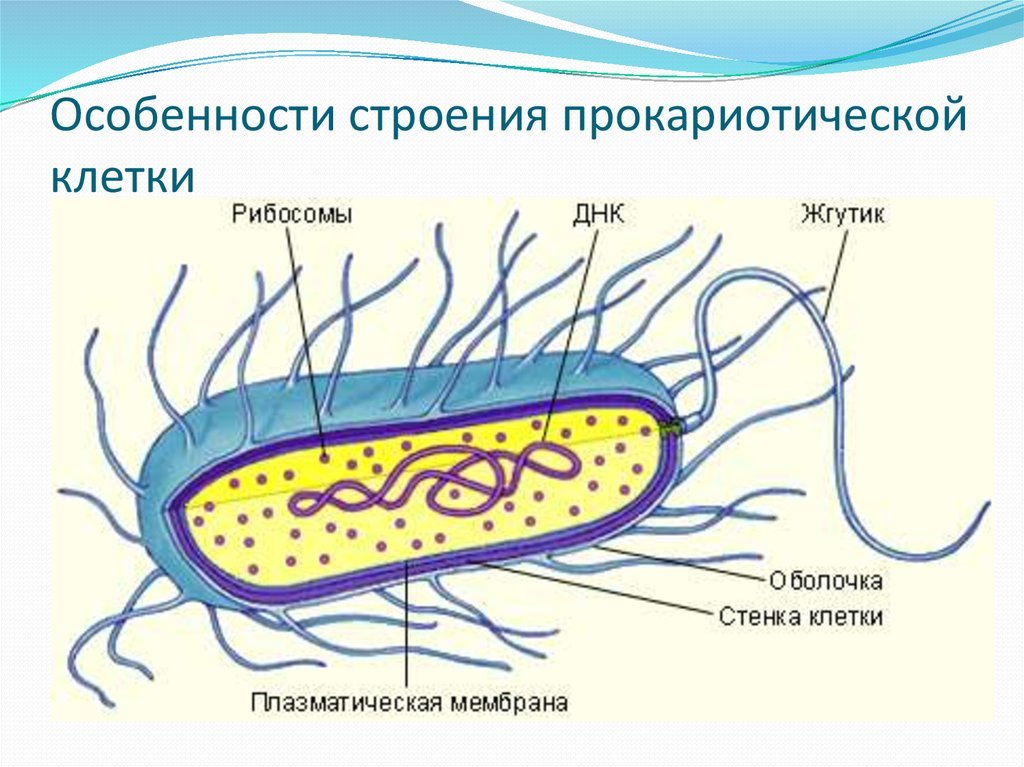 Строение прокариотической бактериальной клетки