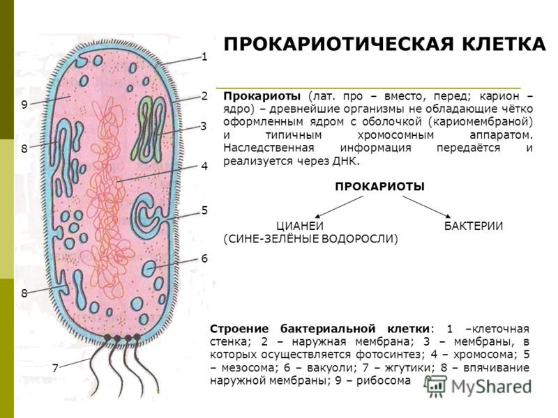 Строение клетки бактерии прокариотические