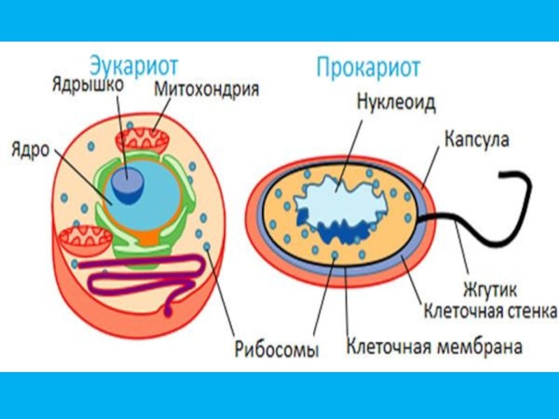 Прокариотическая и эукариотическая клетка рисунок