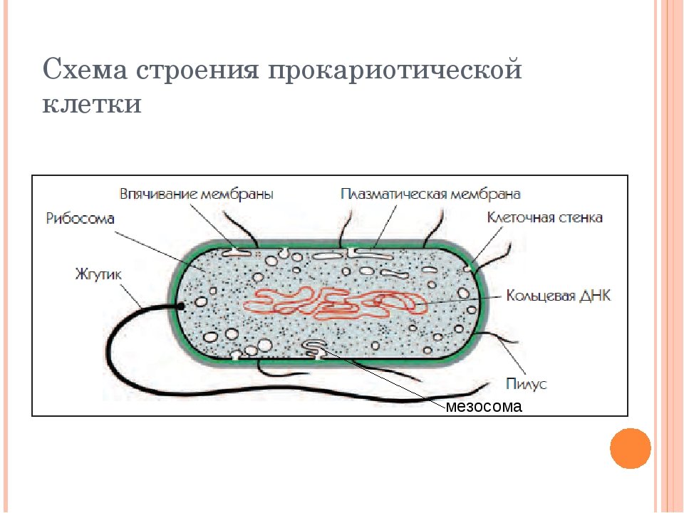 Схема строения прокариотической клетки рис 11