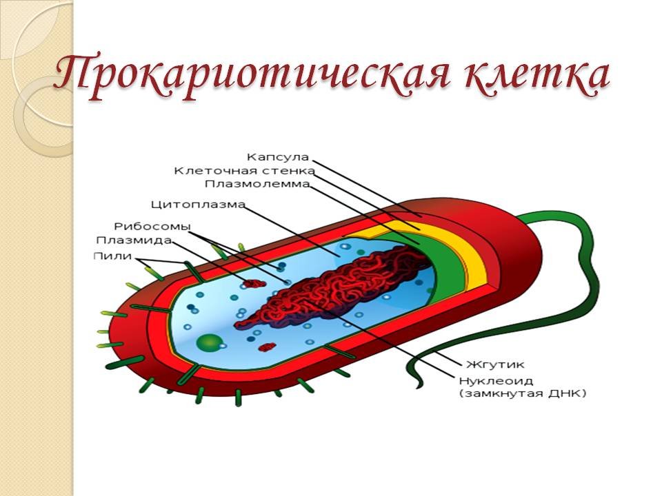 Строение клетки Прокариотическая клетка