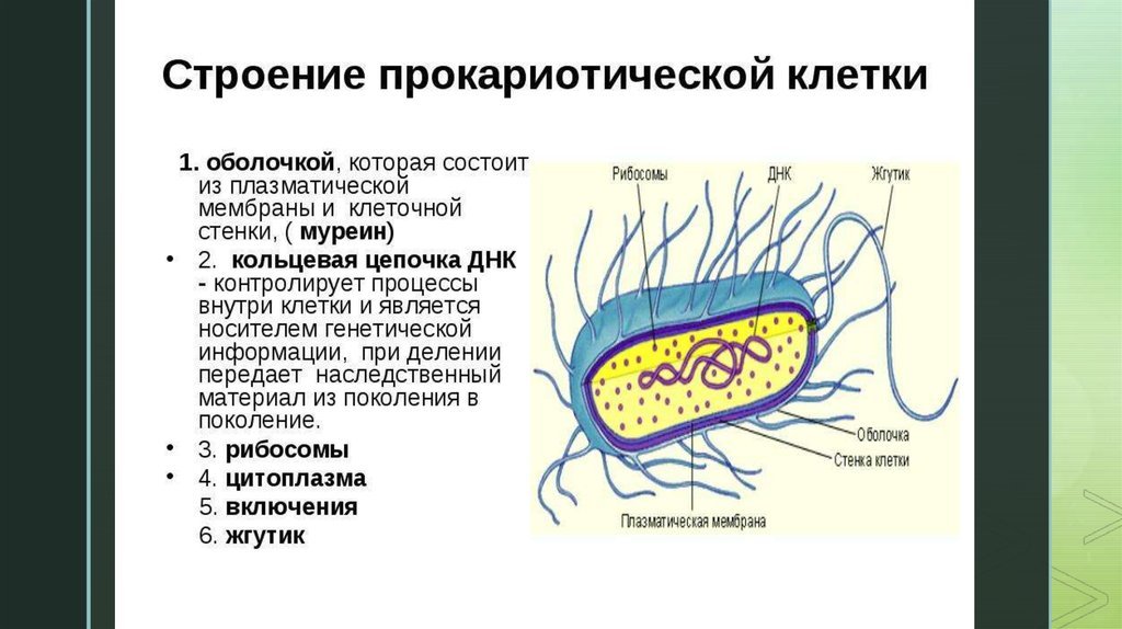 Структура строения прокариотической клетки