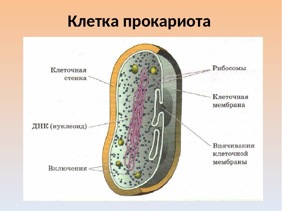 Прокариотическая клетка и эукариотическая клетка сравнение рисунок