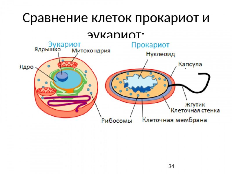 Строение прокариотической бактериальной клетки