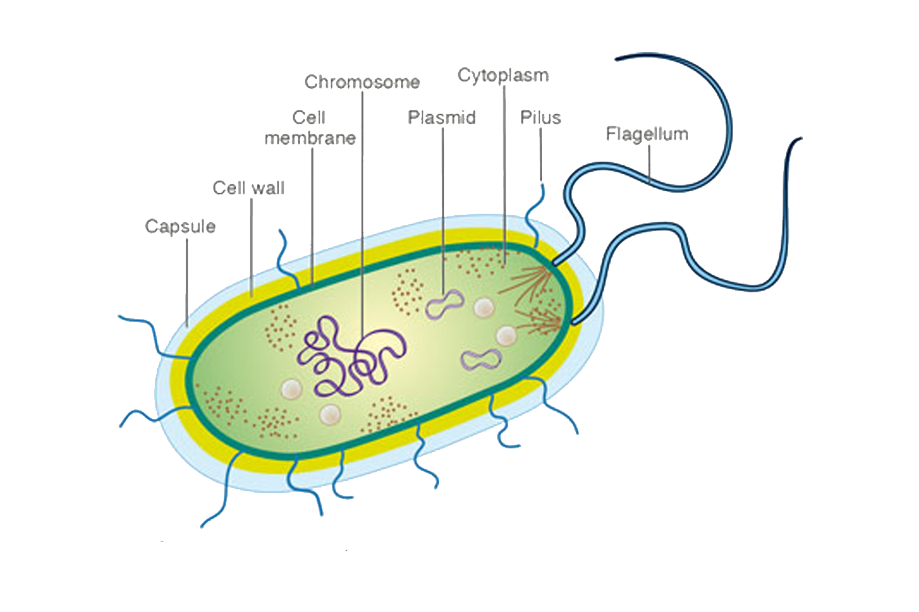 Схема строения клетки прокариот