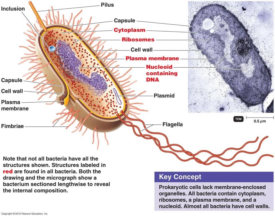 Структура строения прокариотической клетки