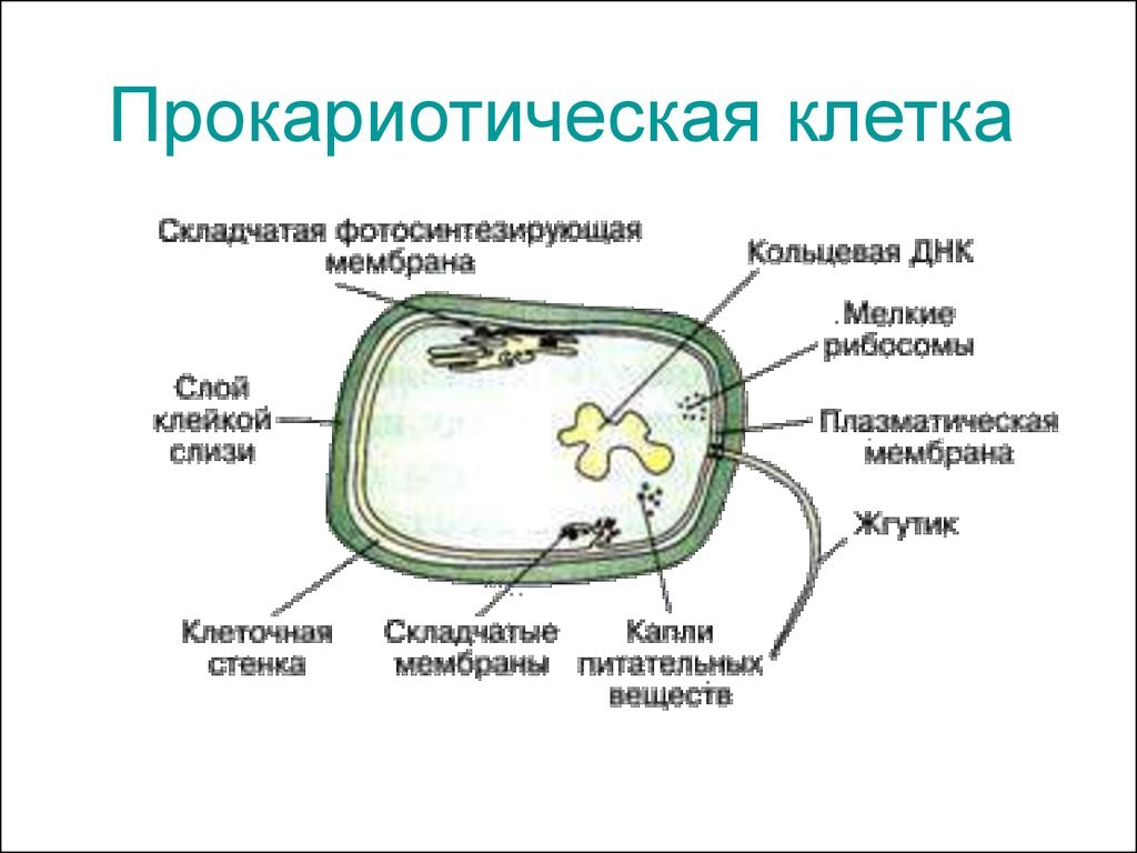 Прокариотическая клетка ядро