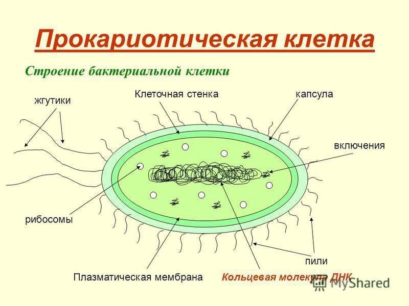 Нуклеоид бактерий строение