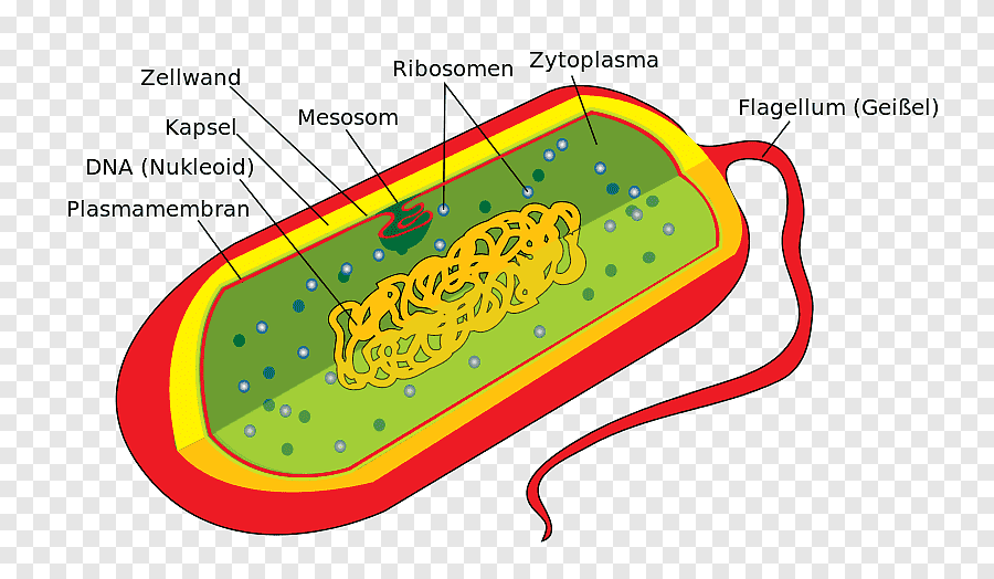 Схема строения бактериальной клетки микробиология