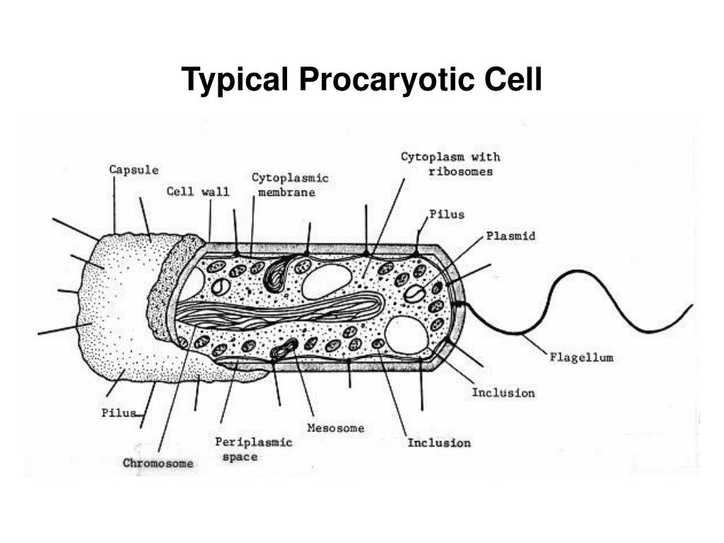 Строение бактериальной клетки прокариот