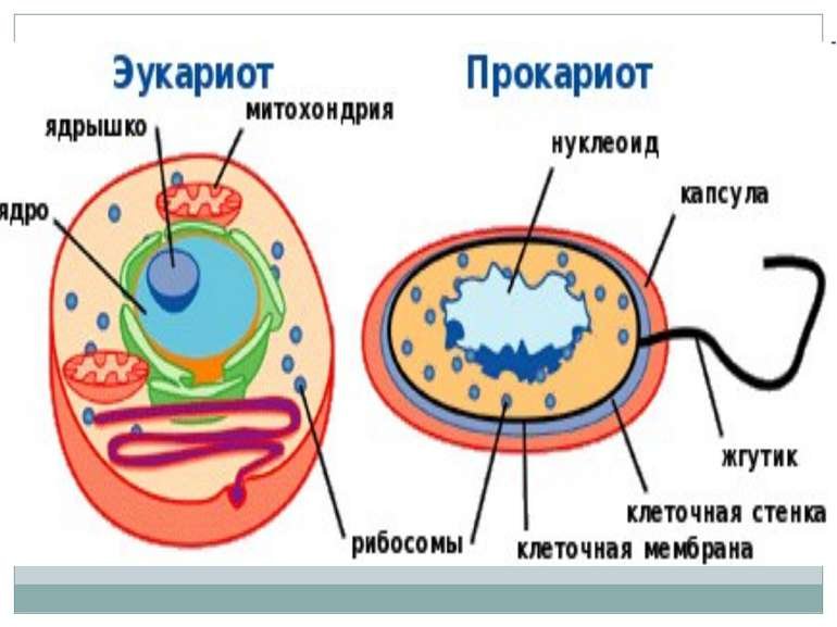 Бактериальная клетка прокариот