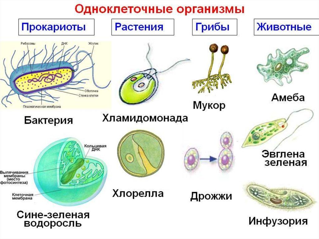 Схема строения прокариотической бактериальной клетки
