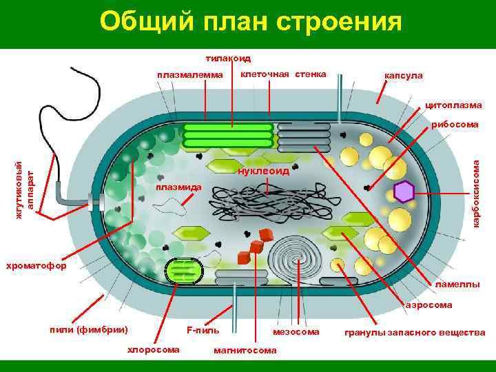 Клетка прокариот и эукариот рисунок