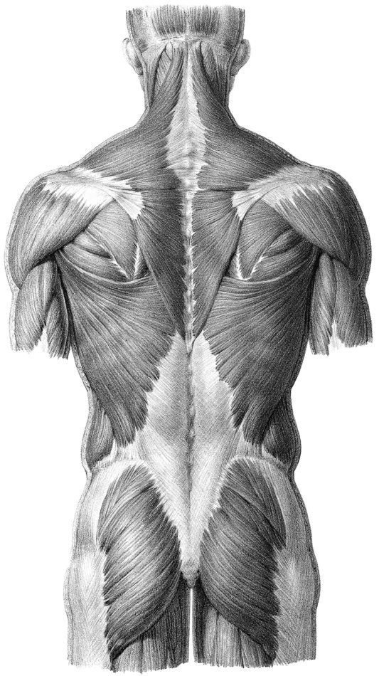 Мышцы спины пластическая анатомия